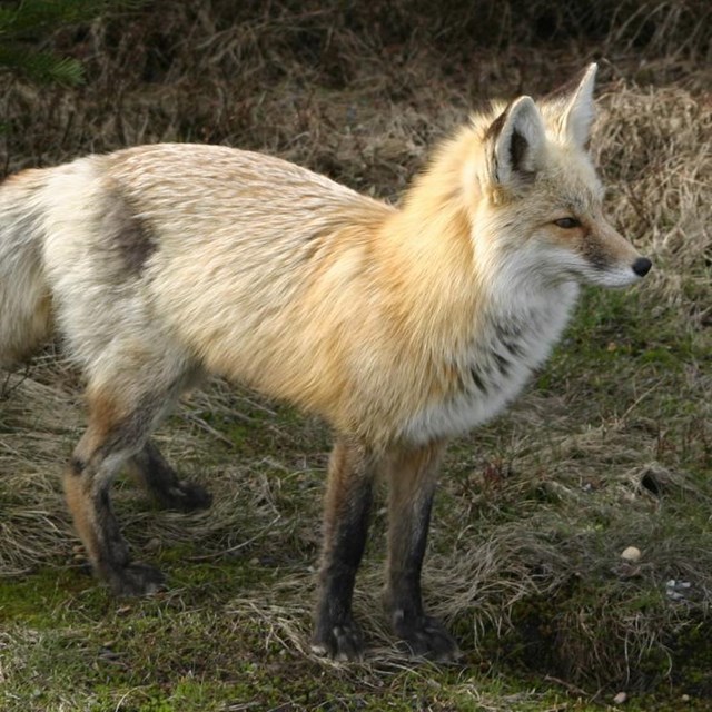 A red and grey fox. 