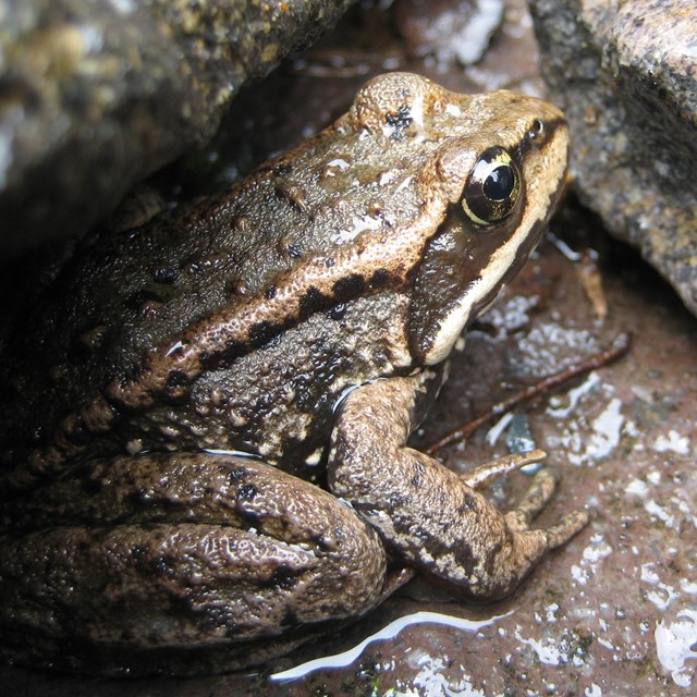 A brown frog with yellow markings sitting under a rock. 