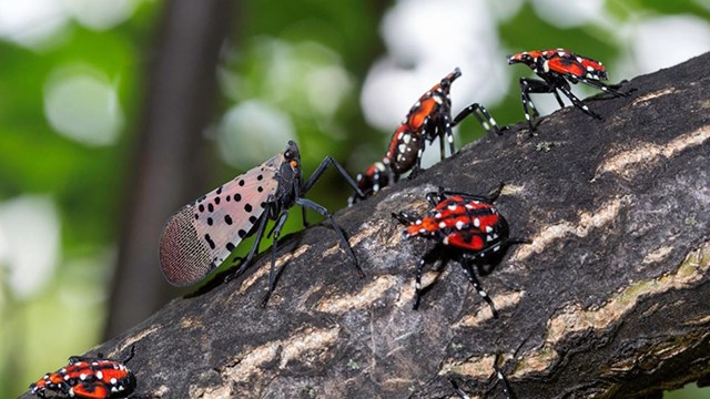 Spotted lanterflies crawl along a tree branch