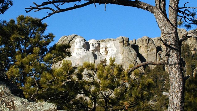 Photo of Mount Rushmore through a group of ponderosa pine trees.