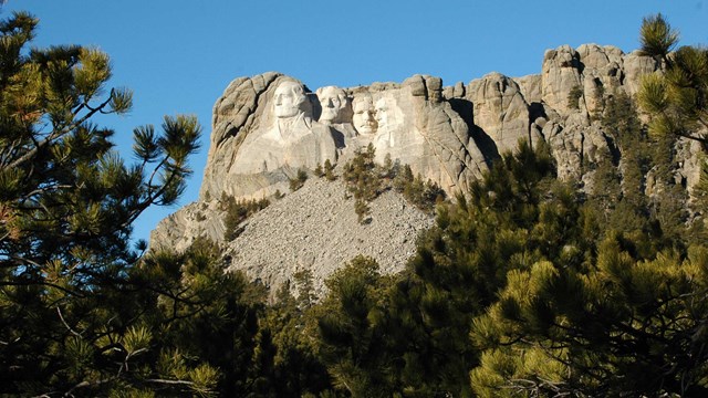Mount Rushmore bathed in warm sunlight surrounded by ponderosa pine trees.