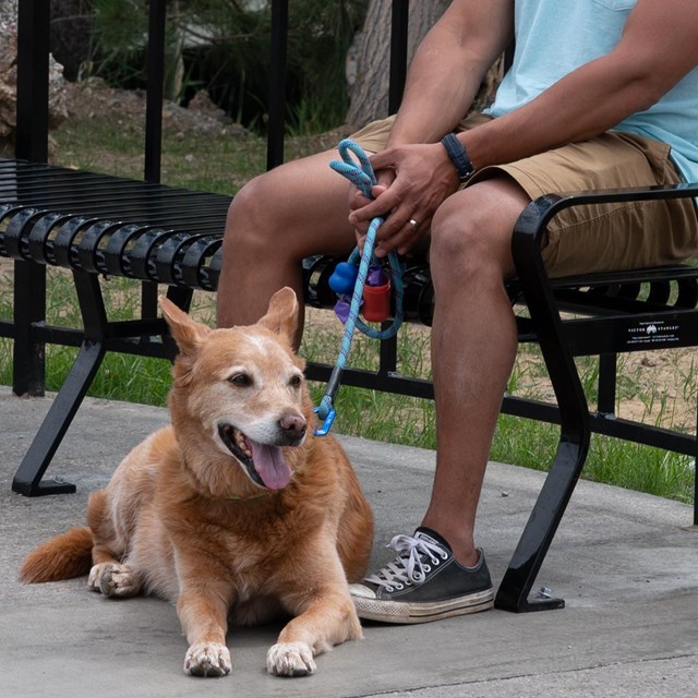 A dog sits near its owner in the area between the parking garages.