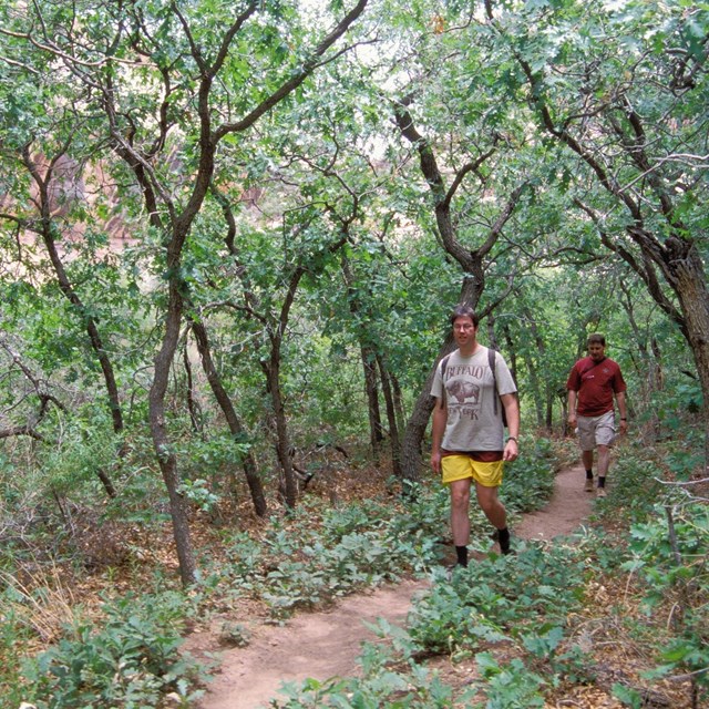 two men walking on a forested trail