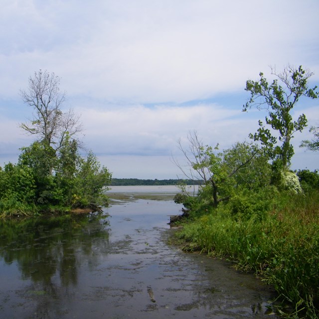 Wetlands next to a river