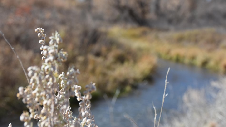 A tuft of grass displays prominently in front of Minnechaduza Creek.