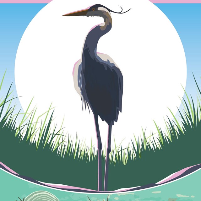 graphic drawing of underwater crab and egret standing in shallow water with grass in background