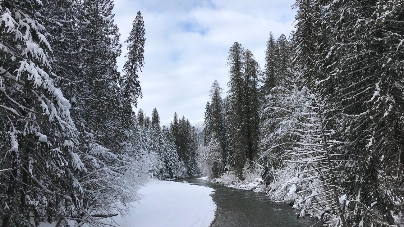 A stream winds through a snowy forest.