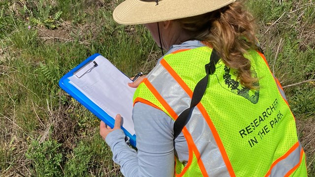 A person in a straw hat and high-visibility vest with the words "researcher in the park" on the back