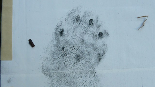 A fuzzy footprint on white paper