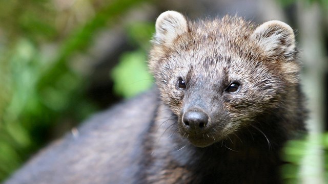 A small dark brown furry face with round ears