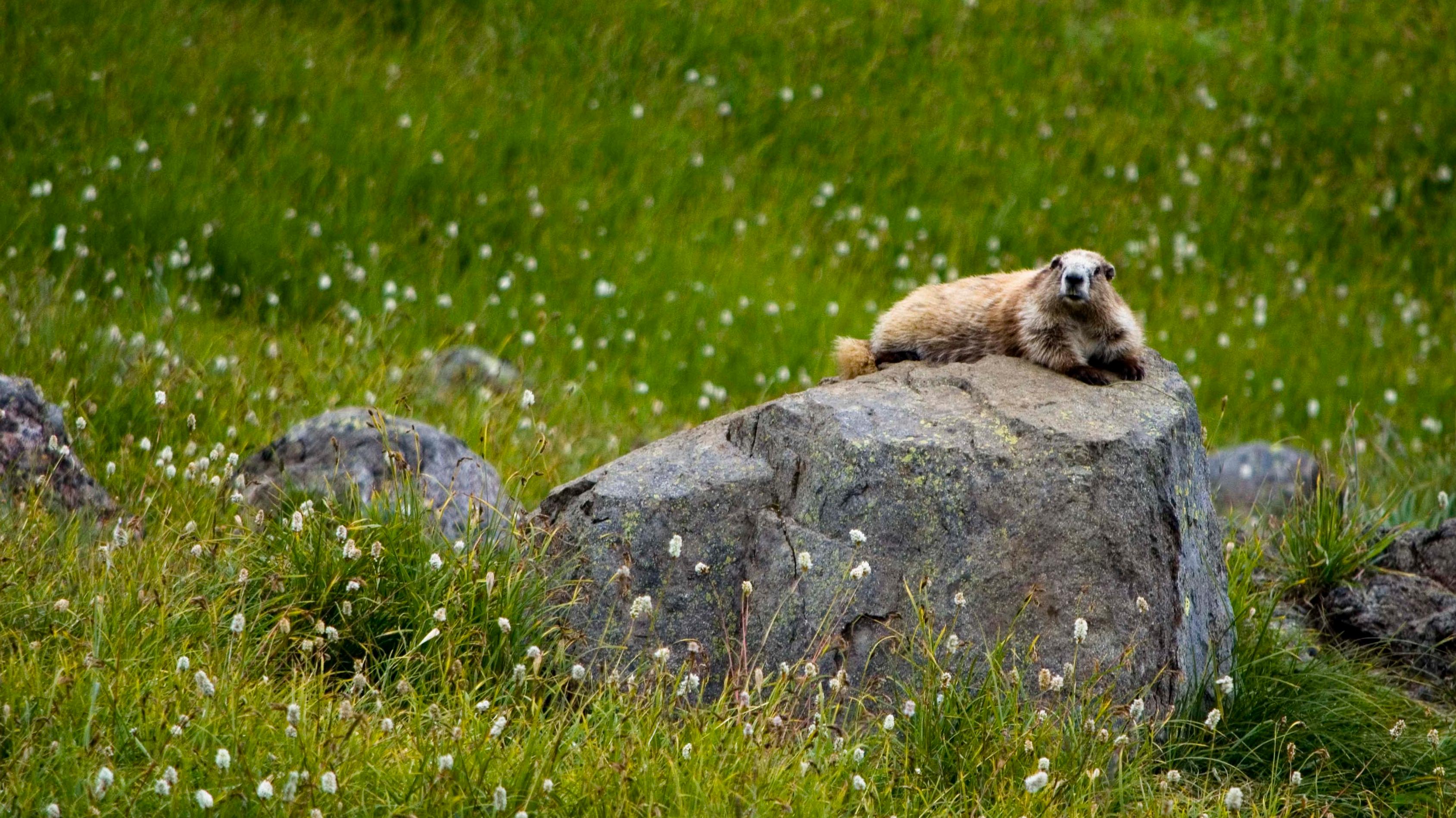 A marmot on a rock at Hurricane Ridge.