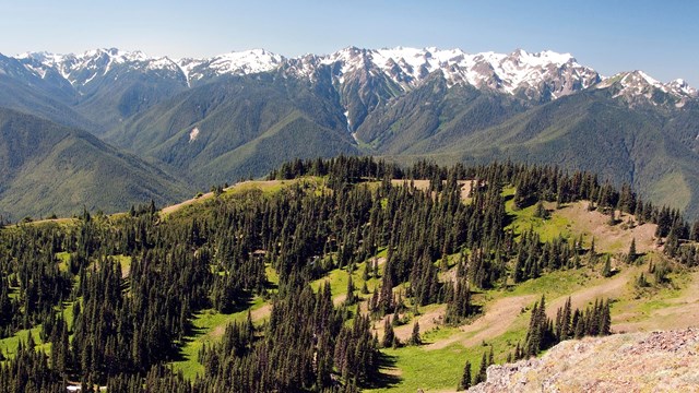 A view of Hurricane Ridge on a sunny day.