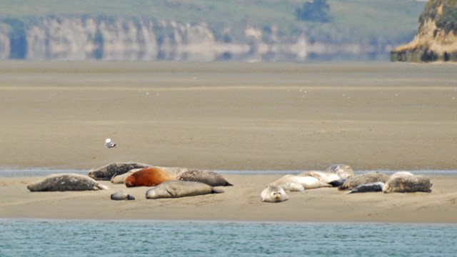 Harbor seals resting on a sandbar in Point Reyes