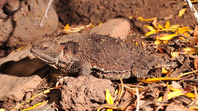 A spikey short tailed lizard rests on a small basalt rock in leaf litter.