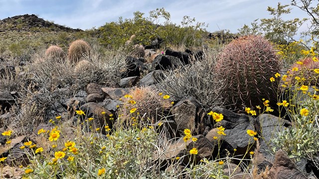 Image features barrel cacti in a Mojave Desert environment, surrounded by spring wildflowers.