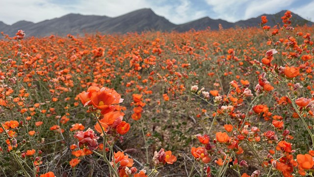 An abundance of orange desert globemallow wildflowers in full bloom. 