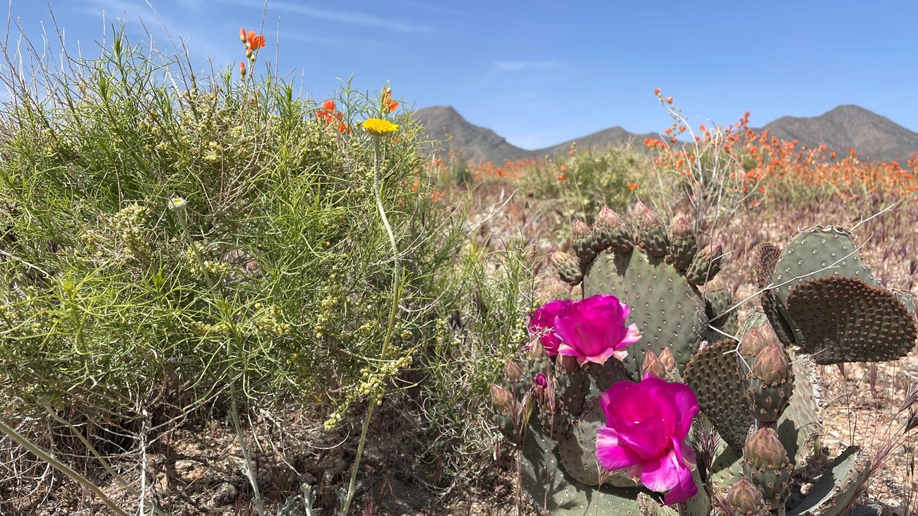Mojave Desert plants in full spring bloom
