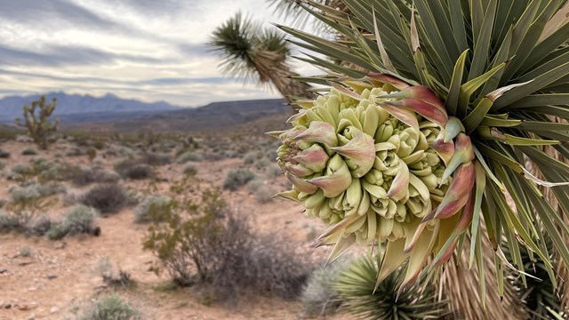 Image of a Joshua Tree in full bloom with large white flowers. 