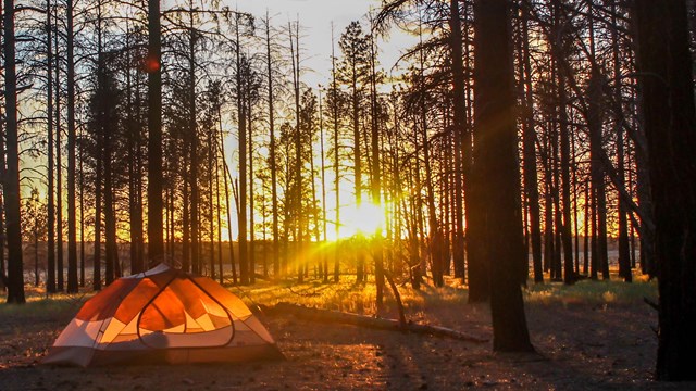 The sun setting behind a glowing tent in a ponderosa forest.