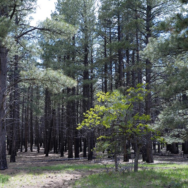 Learn more about the Ponderosa Woodlands of Parashant.