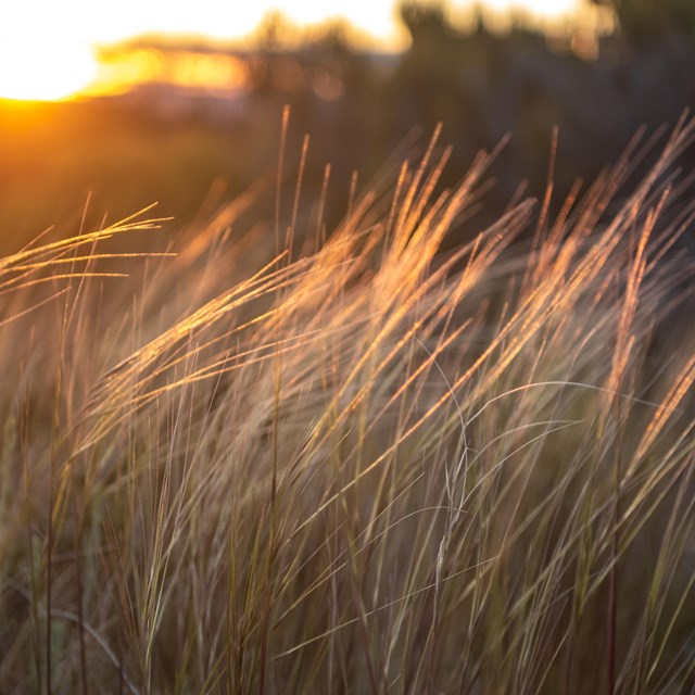 A cluster of golden grass blowing in the wind with the sun setting in the background