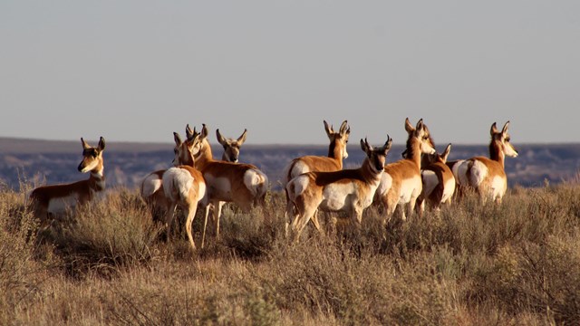 A herd of pronghorn look out at the view