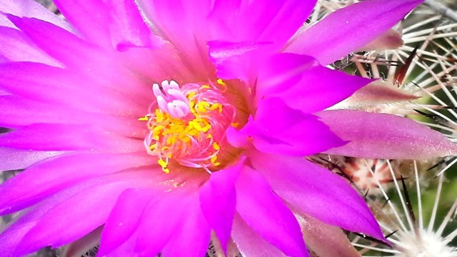 Magenta blossom is bigger than the cactus