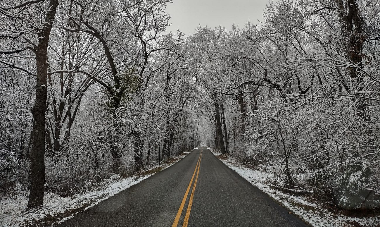 Photo of ice-covered trees lining the tour road.