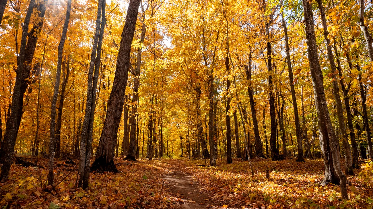 A trail is surrounded by tall autumn trees