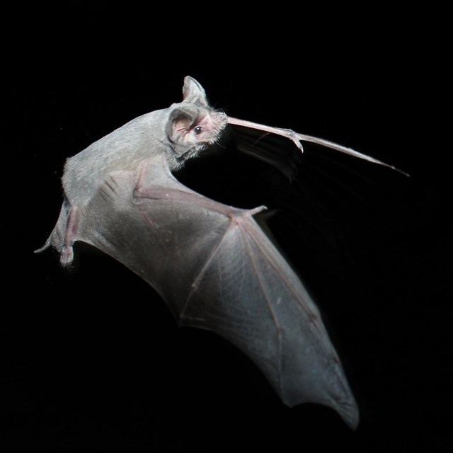 A Mexican free-tailed bat flies at night.