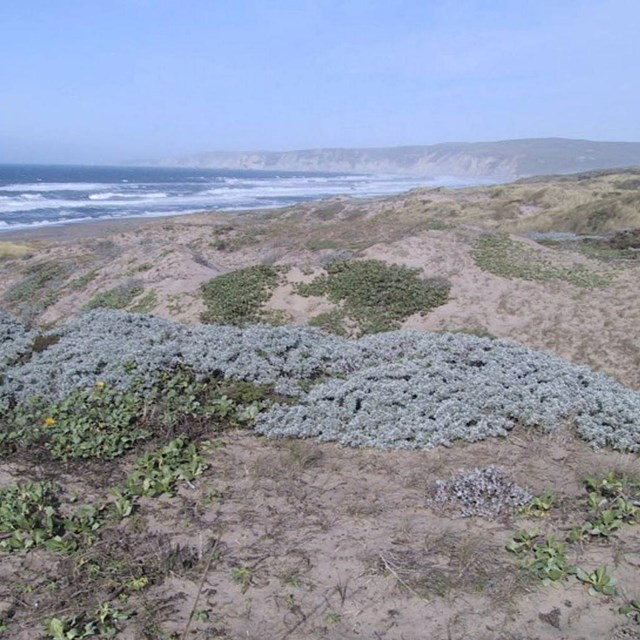 Diverse, low-growing vegetation partially covers coastal dunes with the ocean in the background.