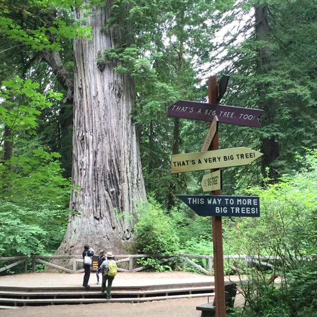 People look at a tree behind a sign with arrows pointing in many directions.
