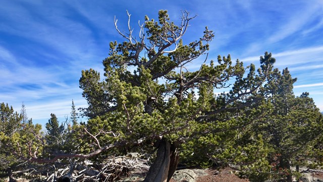 Limber Pine