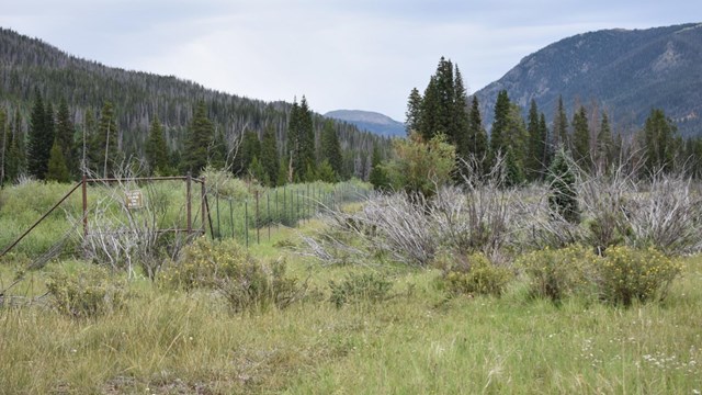 Tall grasses are growing in an open meadow in summer in the Kawuneeche Valley