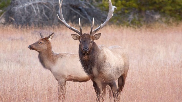 A bull elk is standing next to a female cow elk in a meadow