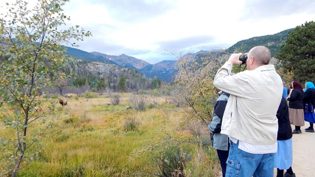 A group of park visitors are standing at the edge of a road, looking at a meadow and viewing elk 