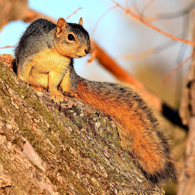 Squirrel on a ponderosa pine tree in summer