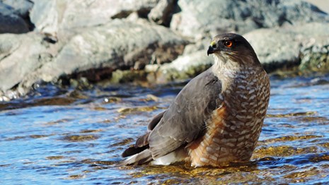 Animals - Saguaro National Park (U.S. National Park Service)