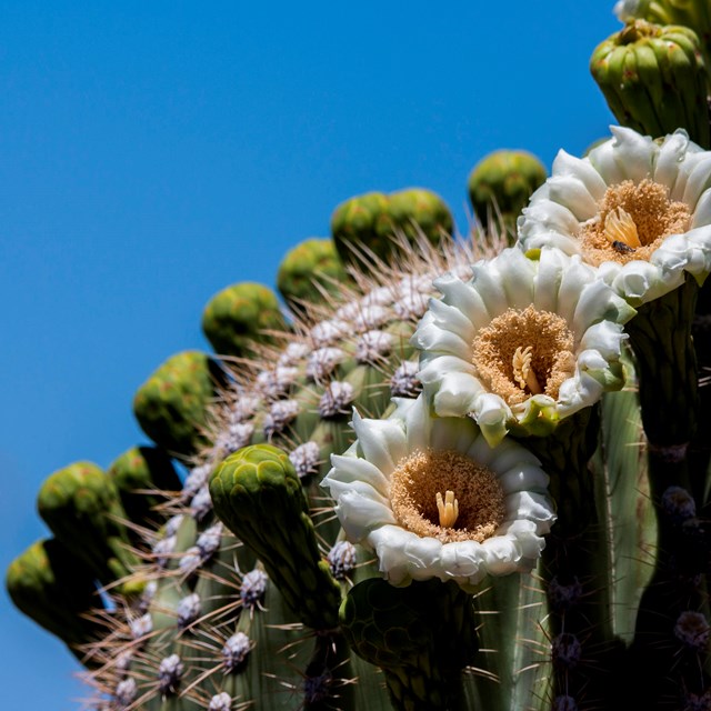Image of saguaro flowers