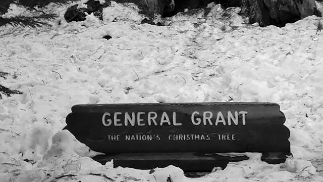 A sign saying "General Grant / The Nation's Christmas Tree" in the snow with large tree trunk behind