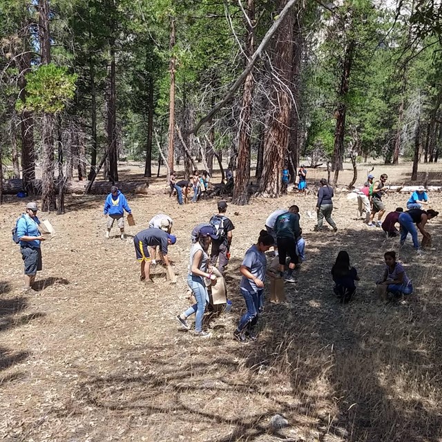 Nature Corps volunteers gather native plant seeds for use in restoration