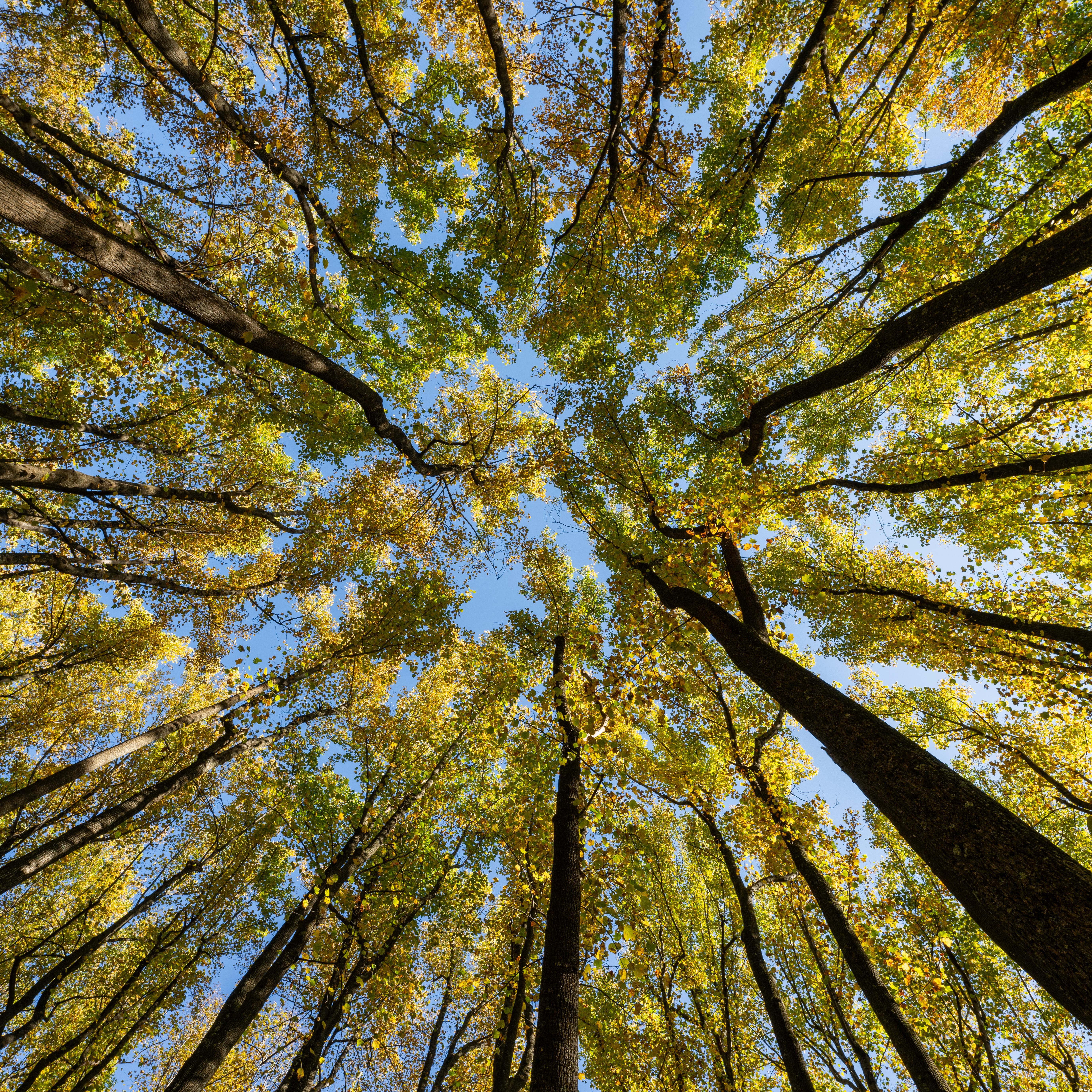 A panoramic view of a canopy of trees from the ground's perspective.