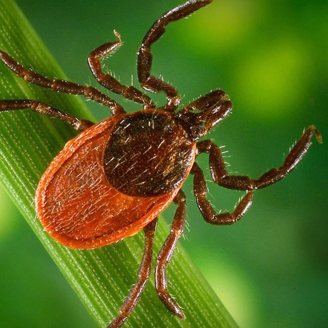 A close up of a brown tick on a green blade of grass.