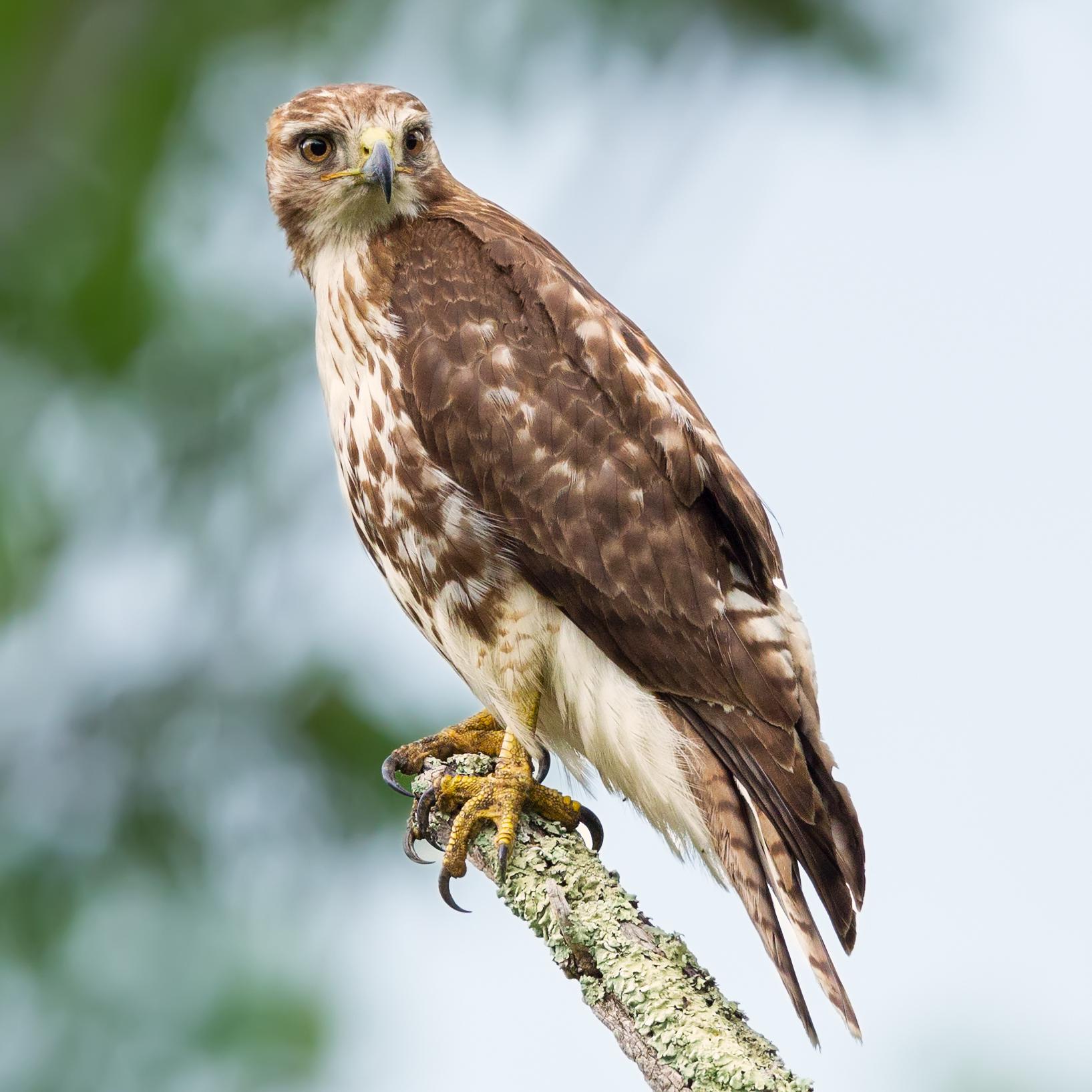 Red-tailed hawk perched on a tree limb