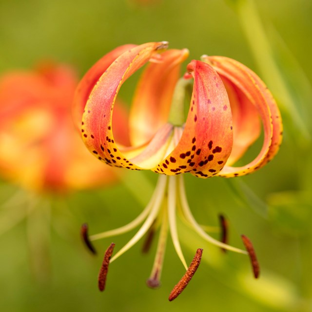 A large orange flower with large stamen hanging down from it.