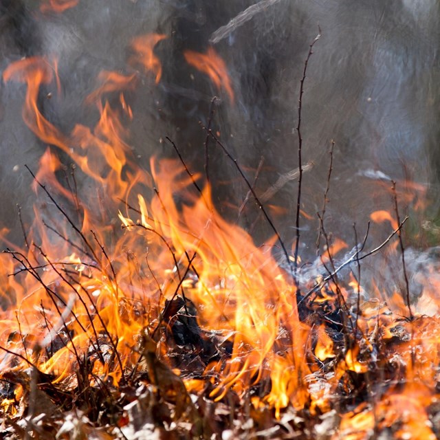 A close up of flames burning a pile of leaves in the woods.