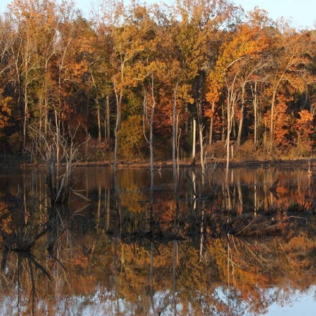 Wetlands in the fall. 