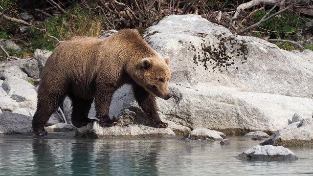 a bear walking along the shore of Crescent Lake