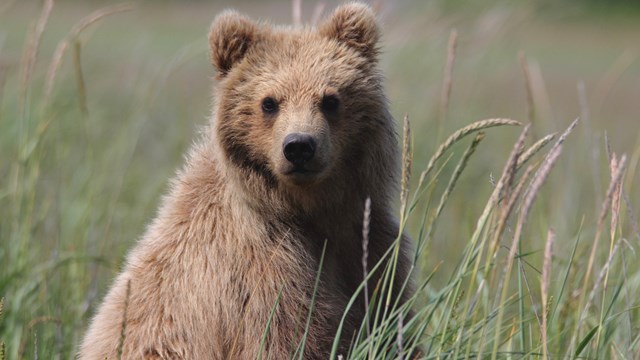 a bear looking towards viewer in a grassy meadow