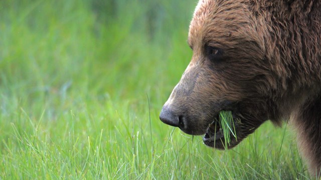 a bear walking through a forest